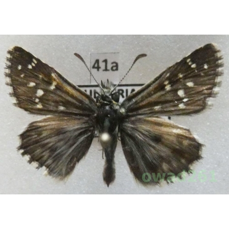 Pyrgus alveus Hübner, 1803 Bulgaria41a